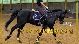 [승마] 상.하체의 디테일한 움직임 | 밸런스 유지 하려면 | 구보 | DK Horse | 기승일기 | 이강진 코치 | W홀스랜드 | Horse Riding | Vlog