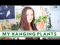 MY HANGING PLANTS | TRAILING HOUSEPLANTS | HANGING HOUSEPLANT TOUR | Houseplants | Indoor Jungle