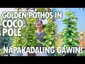 GOLDEN POTHOS IN COCO POLE - NAPAKAGANDANG PANG DISPLAY SA TAHANAN! (Money Plant) | Haydee's Garden