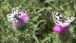Marbled Whites in profusion near Hertford