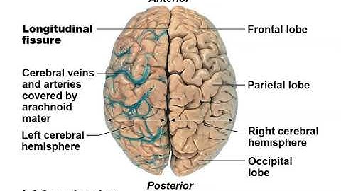 Anatomy and Physiology Chapter 12 Central Nervous System