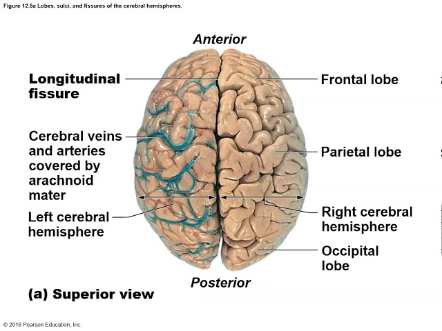 Chapter 12 The Central Nervous System At Bellevue Chapter 12: The