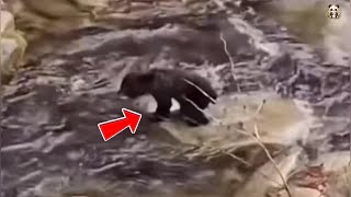 Orphaned Bear Cub Rescued from Raging Stream Returns to the Wild.