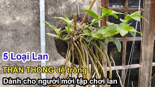 5 Loại Lan Thân Thòng Dễ Trồng Dành Cho Người Mới Tập Chơi Lan