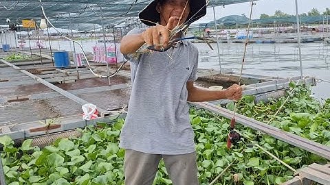 Câu tôm càng tại bè an hiệp quá đã tay | vui miền tây vlog