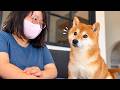 ママが体調不良の日、柴犬にまさかのハプニングが。
