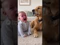 👶❤️🐕 #ai #sora2 #sora