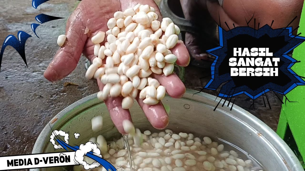 MESIN KUPAS ARI KACANG PROSES SANGAT CEPAT