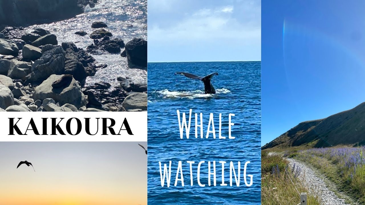 WHALE WATCHING IN NEW ZEALAND (vlog)