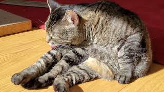Feline Observational Video - Cat Self-Grooming