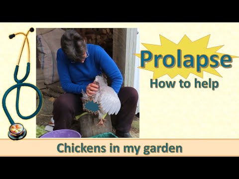 Prolapse! How to help your hen with prolapsed oviduct