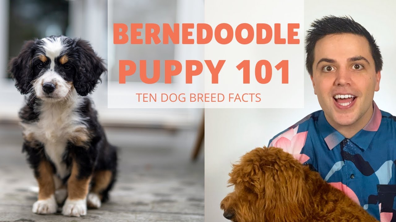 Bernedoodle - Dog Breed Info: Pictures, Personality & Facts - Hepper