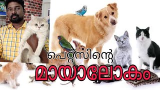 Exotic pets sale in ernakulam..@catsworld1469 #exoticpets #pets #catslover by cats world 969 views 2 years ago 16 minutes