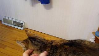 Loud kitten Mint demands pets