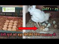 Desi Murgi Eggs Hatching Process - DAY( 1-25 ), HARYANA desi murgi laying 21 eggs in a month