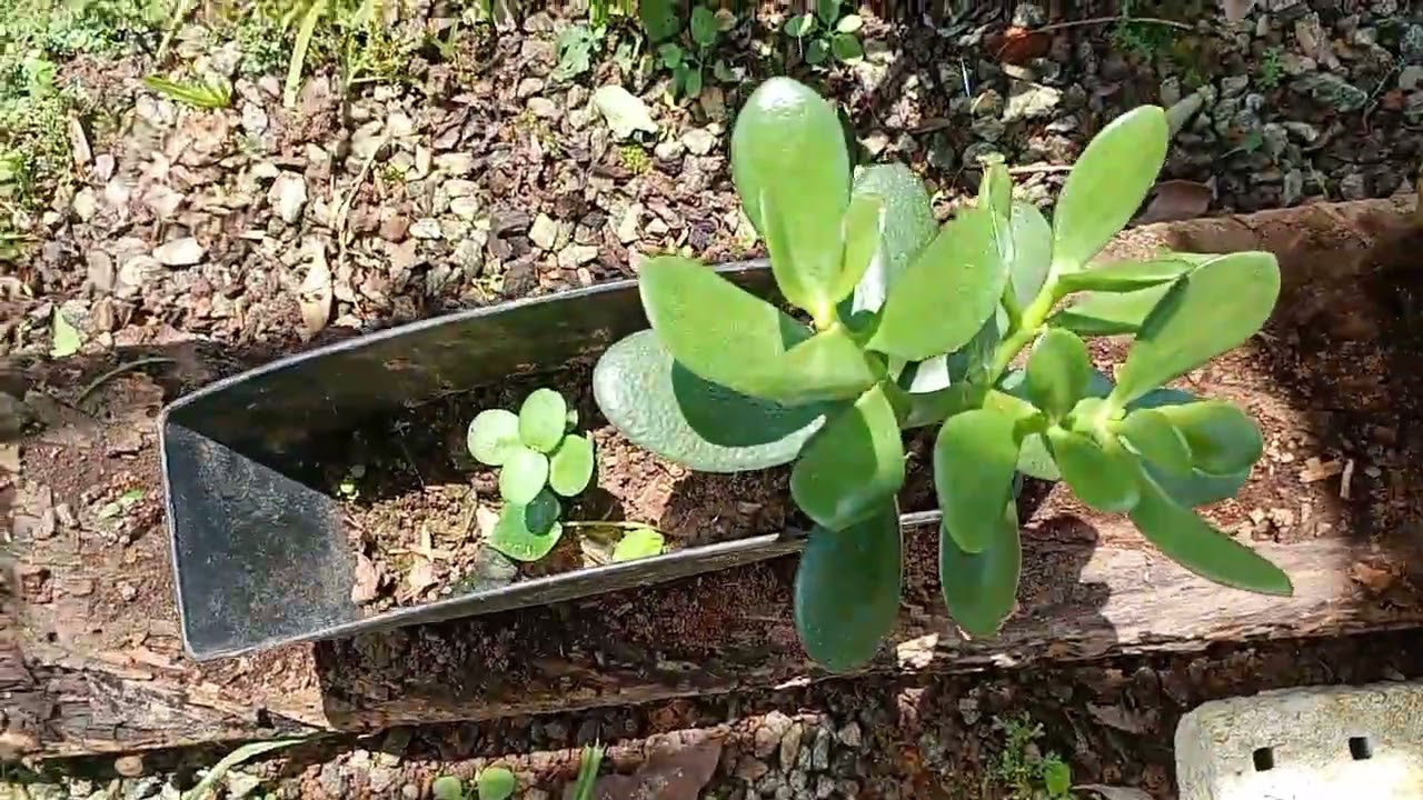 Mostrando meu jardim 😁😁