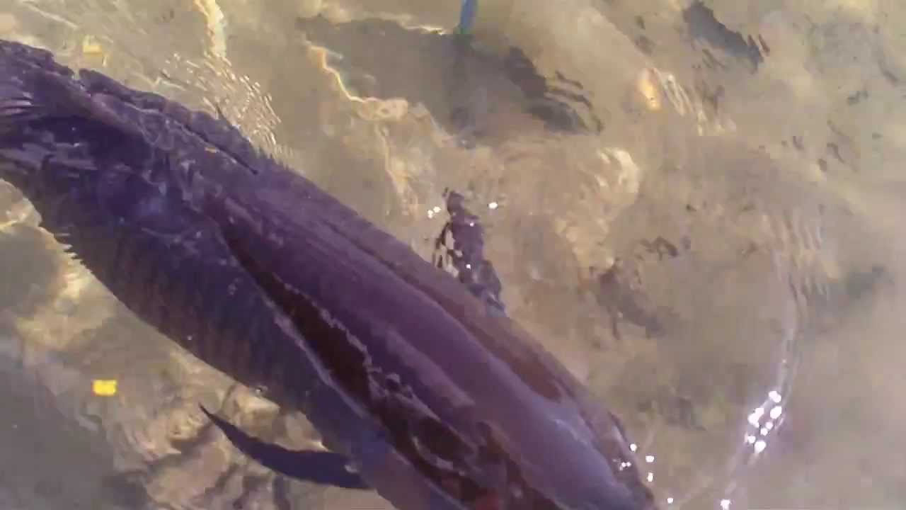 bassrush Aiptek HD-1 How to land Carp w/o net with Penfishingrods.com