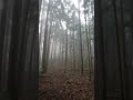 高島縱走柳杉森林 (Walking through the cedar forest in Gao-Shima Hiking)