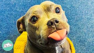 Woman Was Afraid Of Staffies Until This 'Baby Seal' Showed Up | Cuddle Buddies