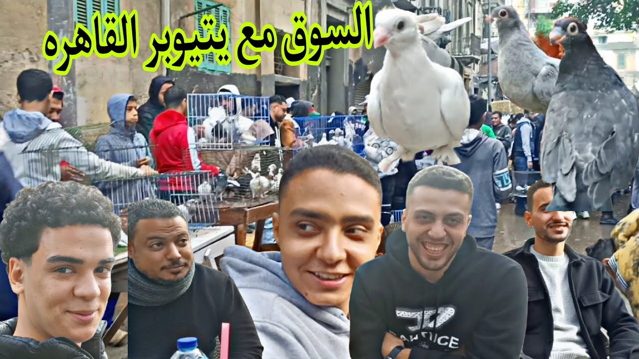 سوق الحمام اليوم ٦ فبراير ٢٠٢٦ يتيوبر القاهره اتفجو😲 بأسعار الحمام فى سوق اسكندرية نارررر🌶️🔥