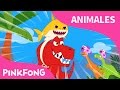 Tiburón Bebé - Rex | Animales | Dinosaurios | PINKFONG @Baby Shark en Español