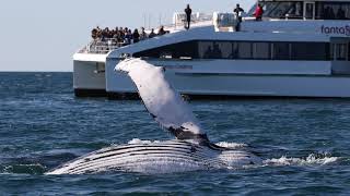 Whale Watching Sydney - 3hr Discovery Cruise