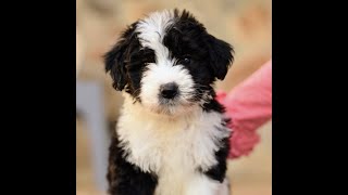 Meet the Sheepadoodle Puppies Earl, Emmet and Eddie! From Sheepadoodlepup.com