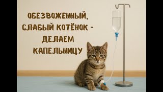 картинка: Обезвоженный, слабый котёнок — делаем капельницу.
