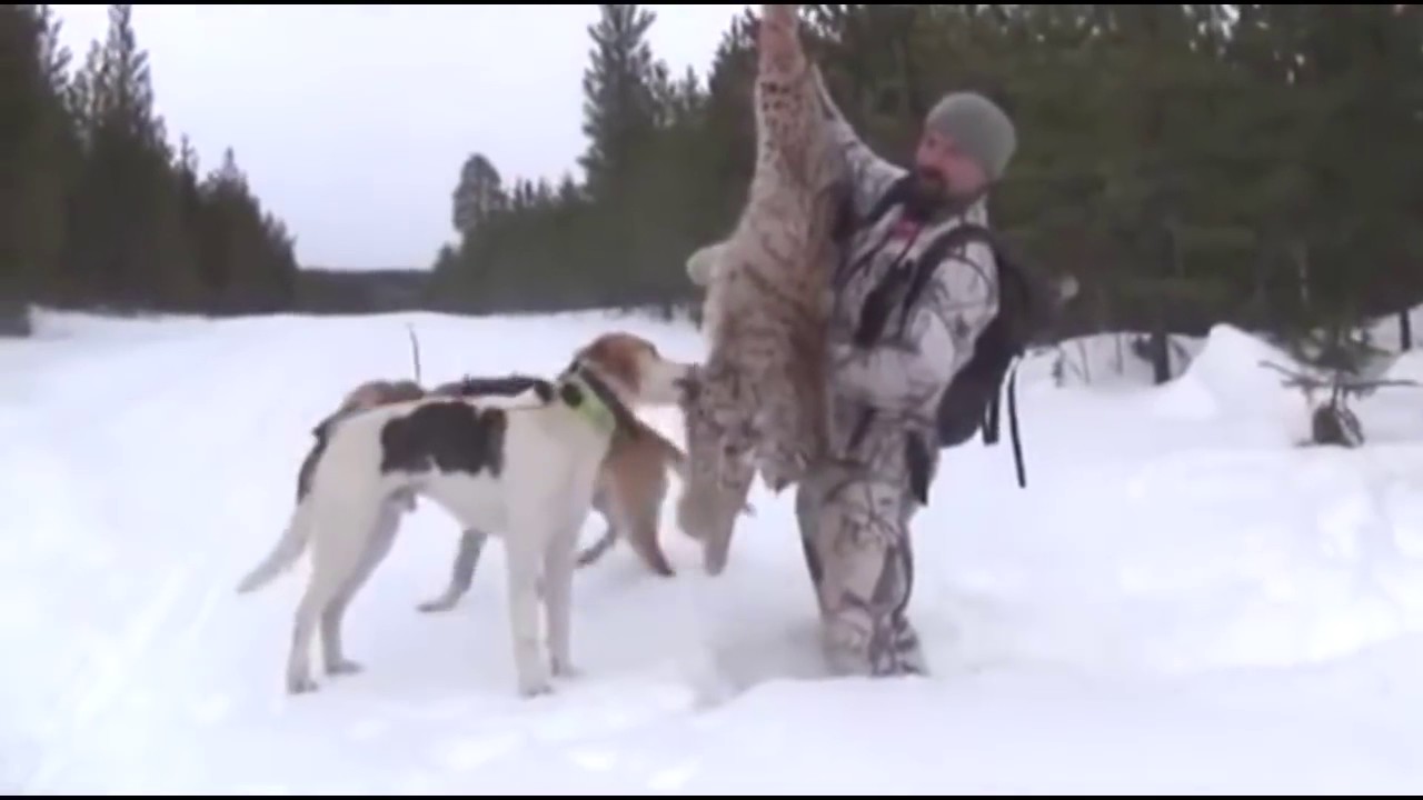 Охота На Рысь В Швеции Фильм 3 - YouTube