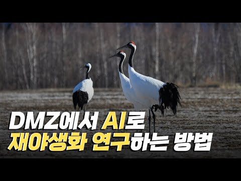 [핫클립] 정보통신기술을 접목해 <strong>DMZ의</strong> 재야생화를 연구하다 / YTN 사이언스
