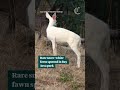 ‘Really magical’: Rare snow-white fawn spotted in Bay Area park