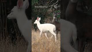 ‘Really magical’: Rare snow-white fawn spotted in Bay Area park