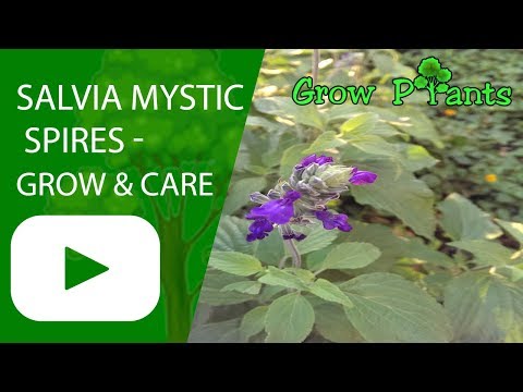 Salvia mystic spires - How to grow and care