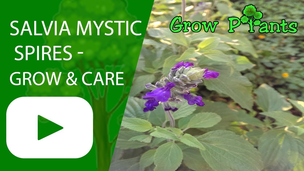 salvia-mystic-spires-how-to-grow-and-care-youtube