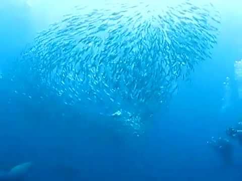 Video Sardine Run - Duiken in Zuid Afrika