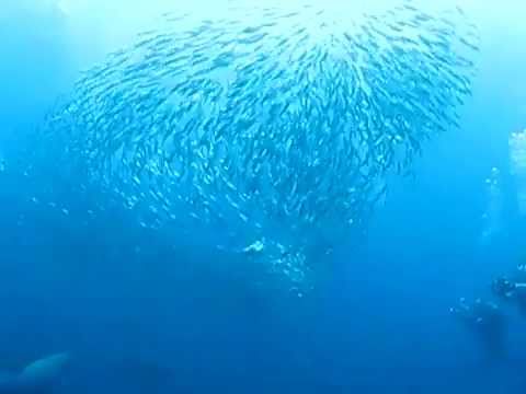 Video Sardine Run - Duiken in Zuid Afrika