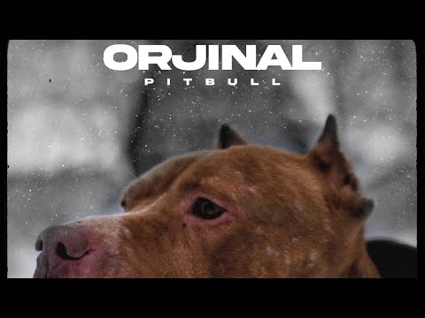 ORJINAL - PITBULL (OFFICIAL MUSIC VIDEO)