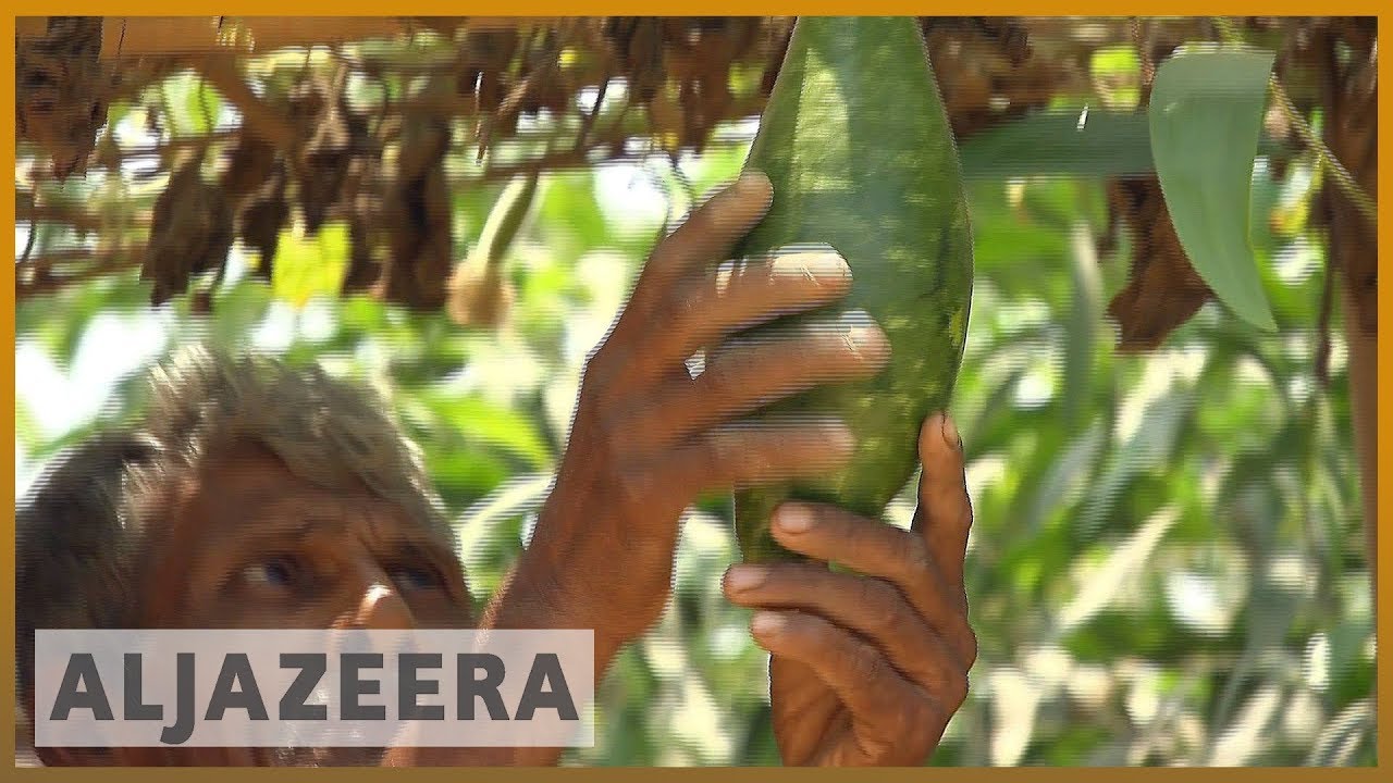 بنغلاديش: الزراعة المنزلية الصغيرة تساعد لاجئي الروهينغيا على تحسين نظامهم الغذائي | الجزيرة الإنجليزية