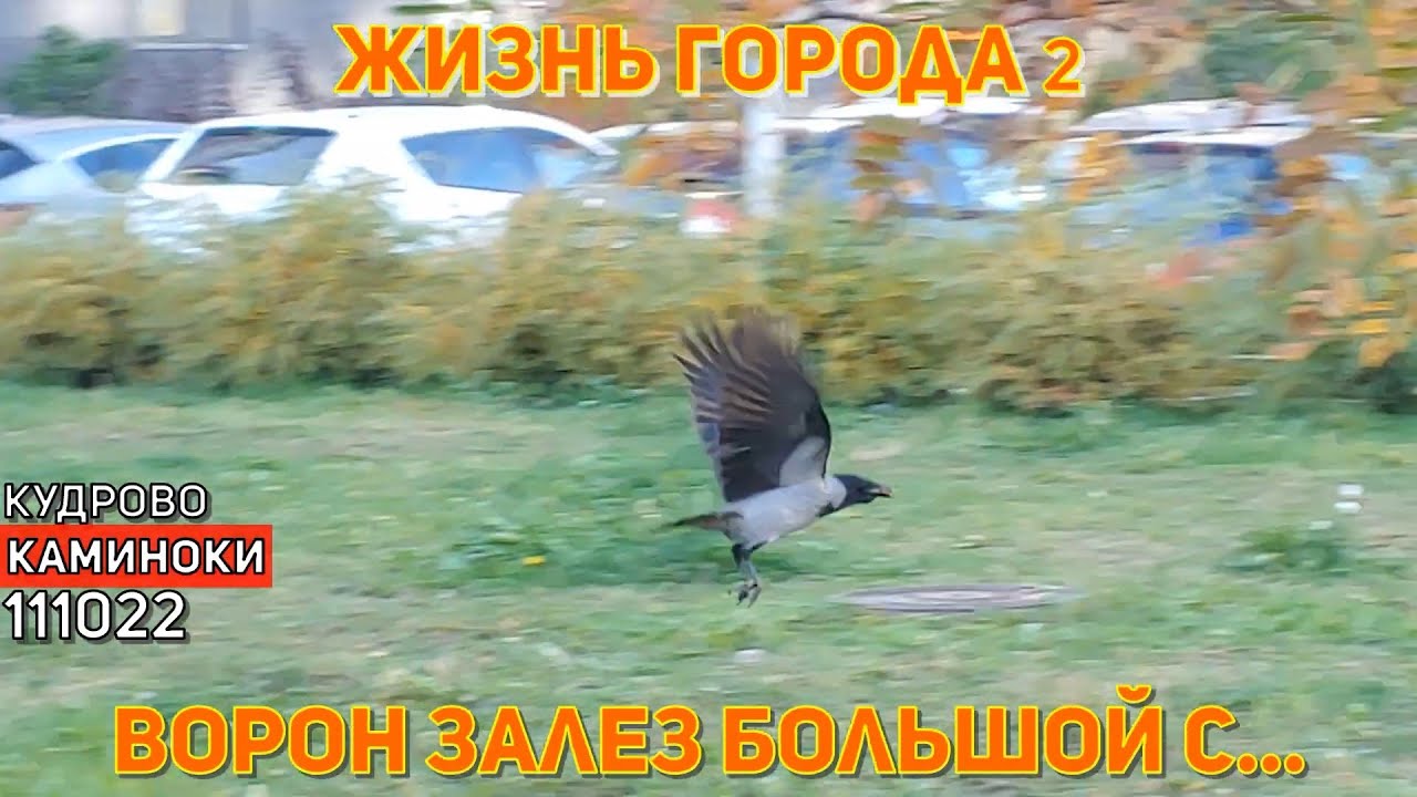 111022 » ПРО ВОРОНУ - YouTube