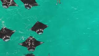 Hanifaru Bay - November 2018 - Maldives