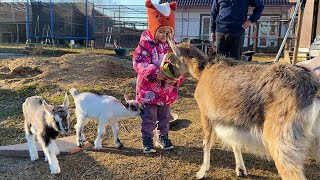 The first walk of funny goats