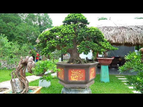 Video Đột nhập Vườn Tùng Kim Cương lớn nhất Hà Nội (Phần 2)... - youtube