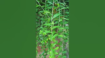 Cúc tần Ấn Độ