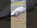 10月27日報道,廣東湛江,#警方回應沙灘現中華白海豚尸體 : 系難產死亡,腹中小海豚也已死亡。