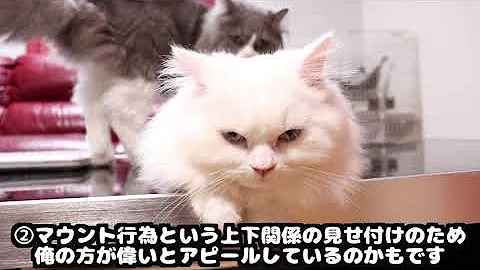 犬 オス同士で交尾