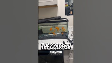 The Goldfish ACTUALLY Survived Being in the Bucket for 3 whole hours #goldfishtank #newfishtank