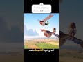هل الطائر الصغير لطيف قصص افلام فيلم طيور اكسبلور كرتون 