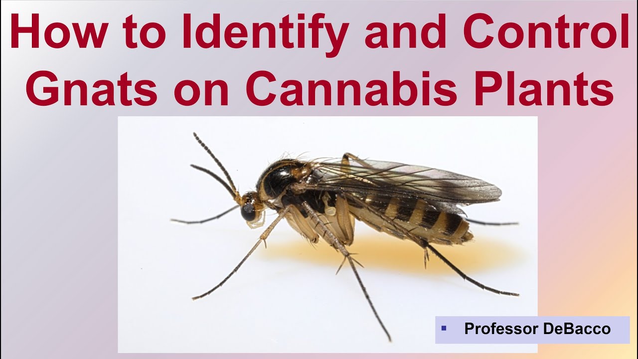 How to Identify and Control Gnats on Cannabis Plants YouTube