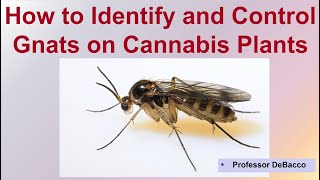 How to Identify and Control Gnats on Cannabis Plants