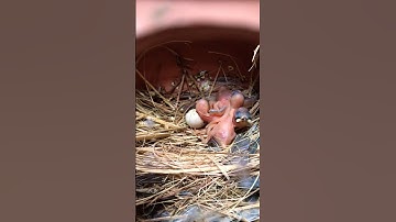 java breeding progress🐣🥰#shorts #youtubeshorts #animalsociety